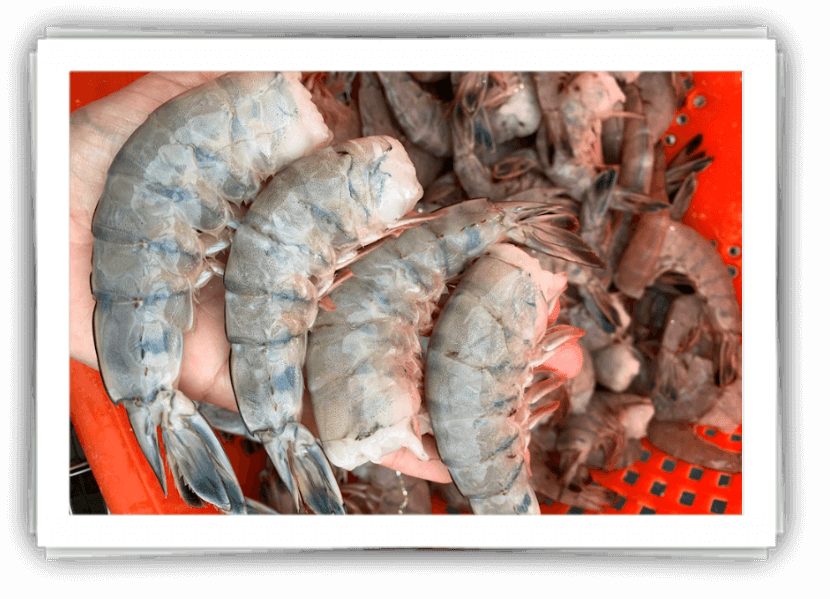 Large fresh NC shrimp