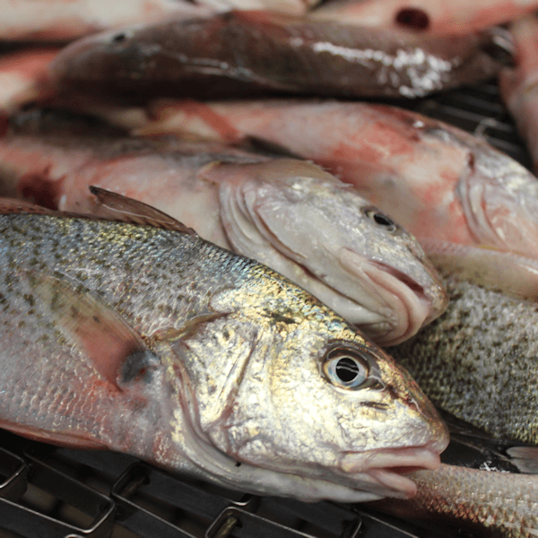 Fresh caught croker fish is our best seller to vacationers visiting from Virginia Beach, VA.