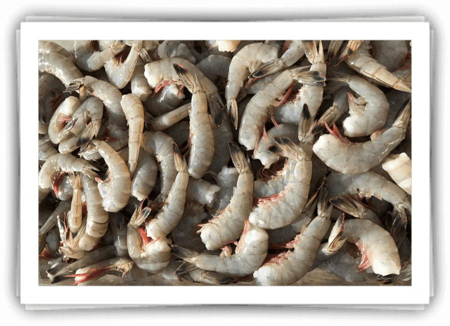 Fresh North Carolina Wholesale Shrimp