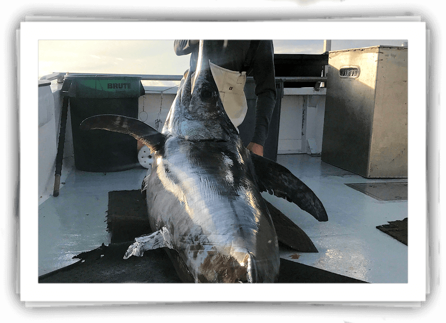 Tuna