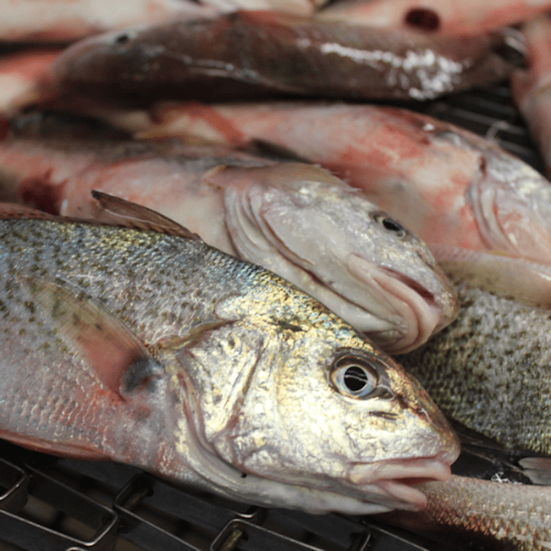 Atlantic croaker