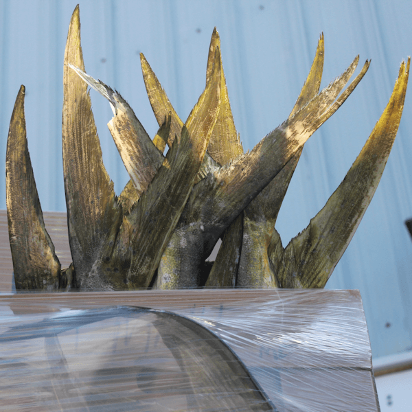 Mahi mahi packaged for shipping. fresh catch commercially fishes mahi to provide the best wholesale seafood in NC. 