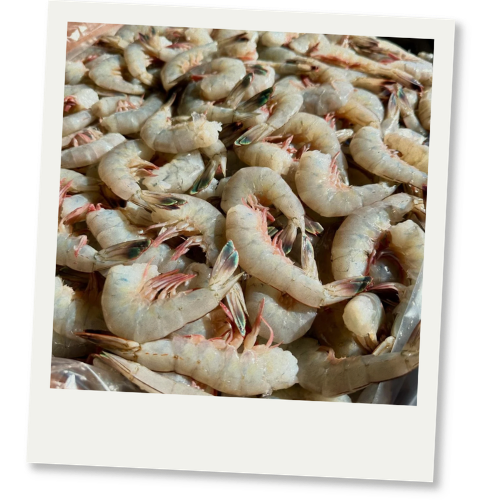 Fresh Shrimp