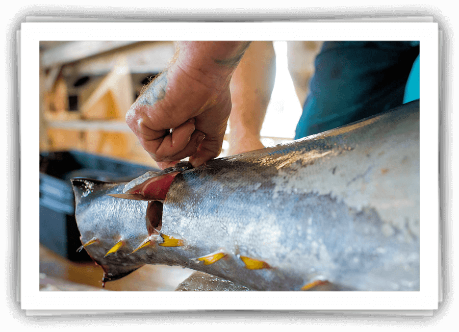 Grade #1 Tuna Sample