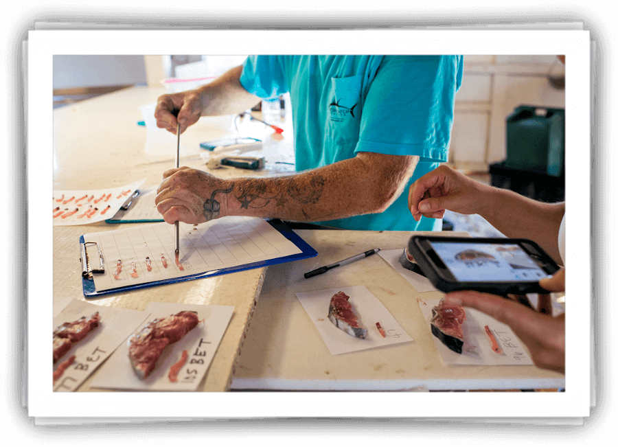 checking tuna quality 