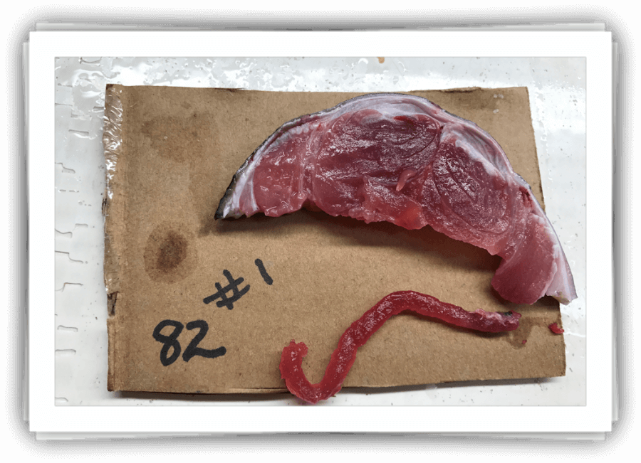 Grade #1 Tuna Sample