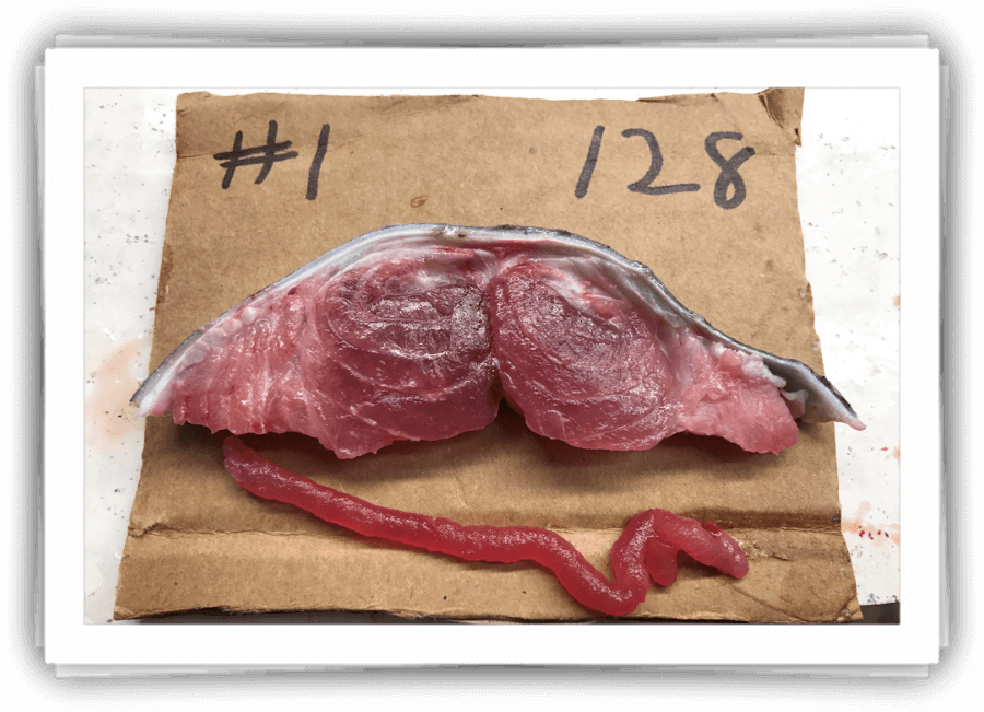 Grade #1 Tuna Sample