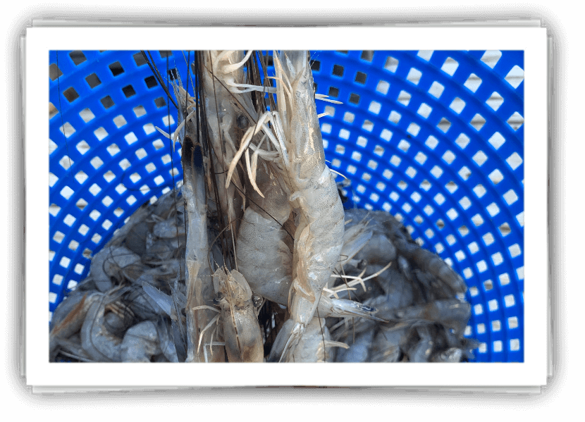 Fresh caught NC Shrimp