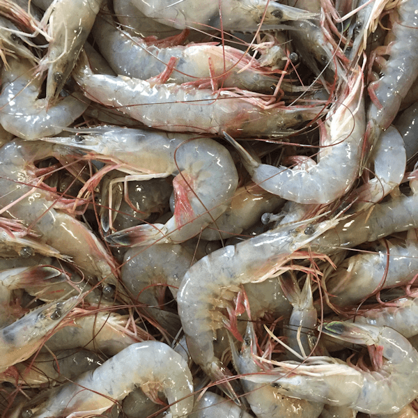 Fresh Outer Banks NC Shrimp which is a local favorite of Manteo to Duck. 
