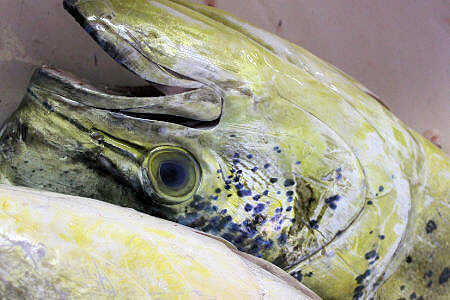 Outer Banks NC Mahi are a restaurant favorite Manteo to Duck,NC.