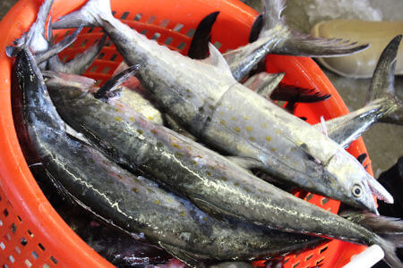 Fresh Catch Seafood Provides Outer Banks Best Fresh Spanish mackerel to loacl restaurants in Manteo, Wanchese, Nags Head, Rodanthe, Kill Devil Hills, Kitty Hawk, Southern Shores, Duck, and Corolla, NC.