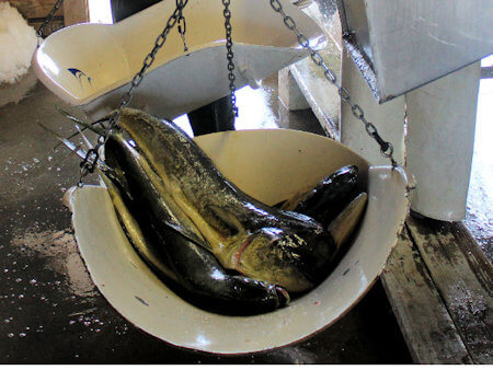 Fresh Oregon Inlet OBX Mahi Mahi being weighed