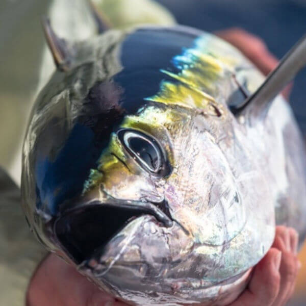 Fresh Oregon Inlet NC Yellowfin Tuna  which is a restaurant favoite from Nags Head to Kitty Hawk, NC on The OBX.