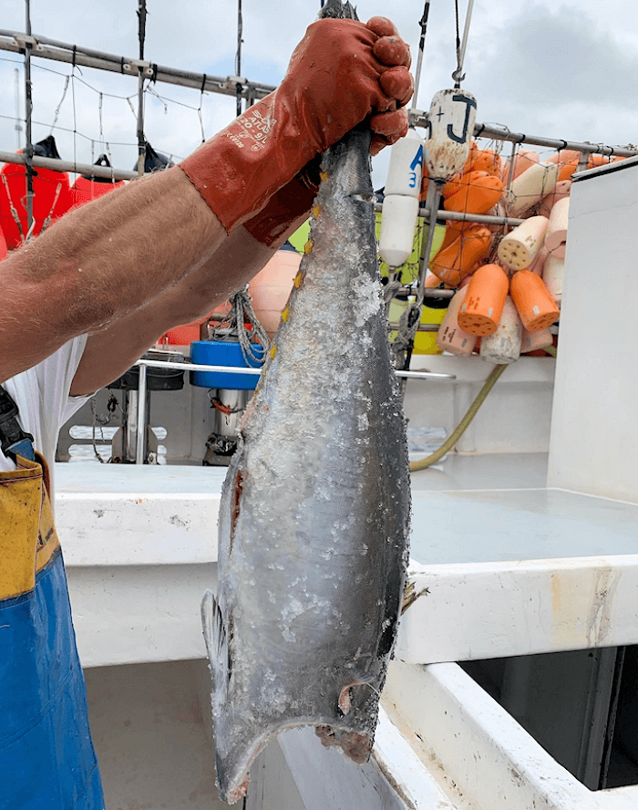 Fresh NC yellowfin tuna